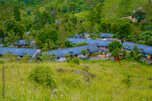 green tea plantation landscape photo