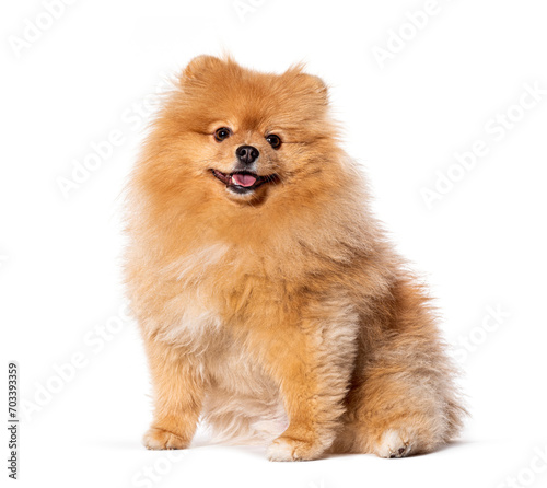 Happy Pomeranian dog, sitting panting