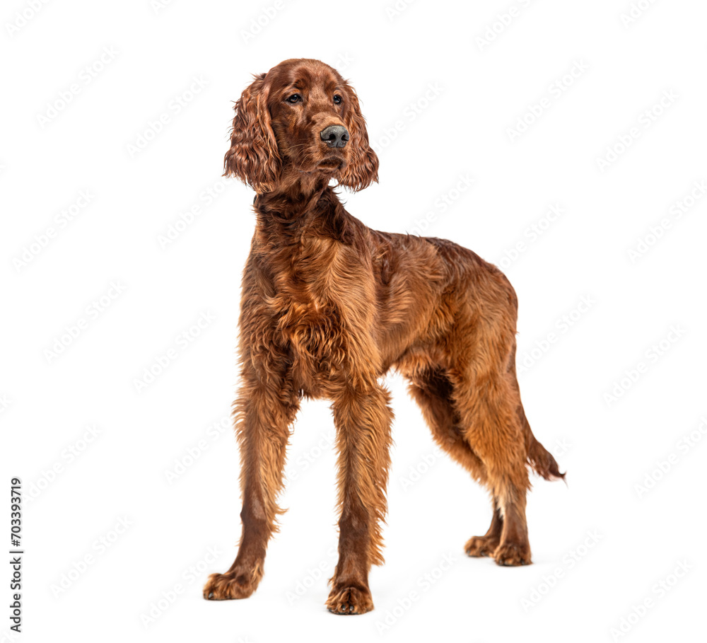 Proud Standing irish setter looking away, isolated on white