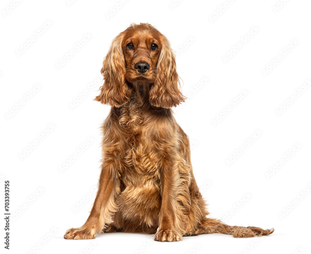 Sitting red English Cocker looking at the camera, isolated on white