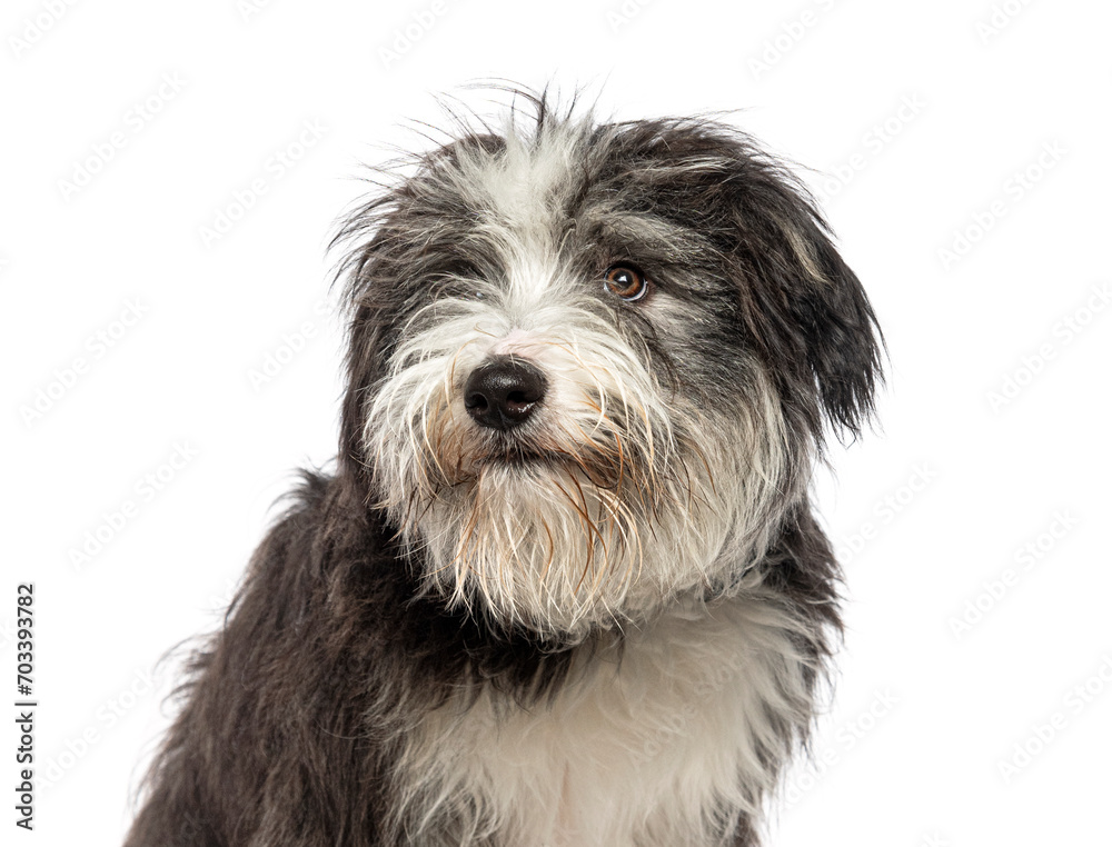 Closeup portrait of a scruffy Bearder collie, isolated on white