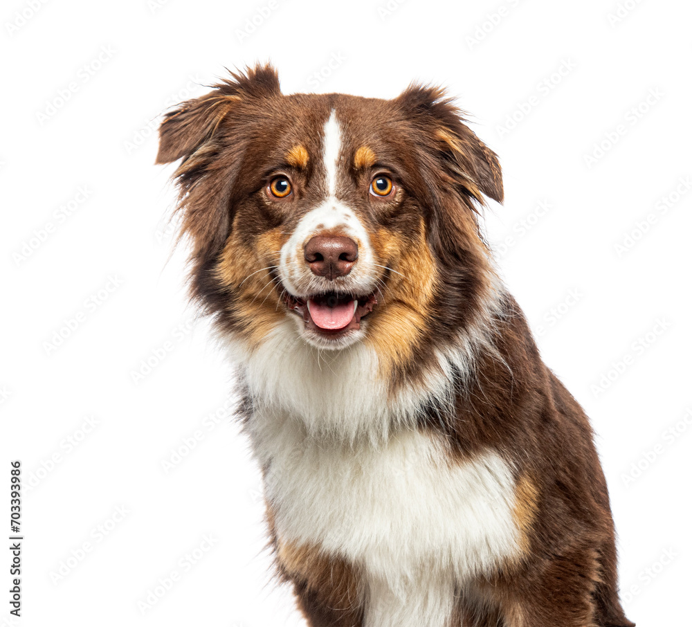 Closeup portrait of expressive Red tricolor Australian Shepherd, isolated on white