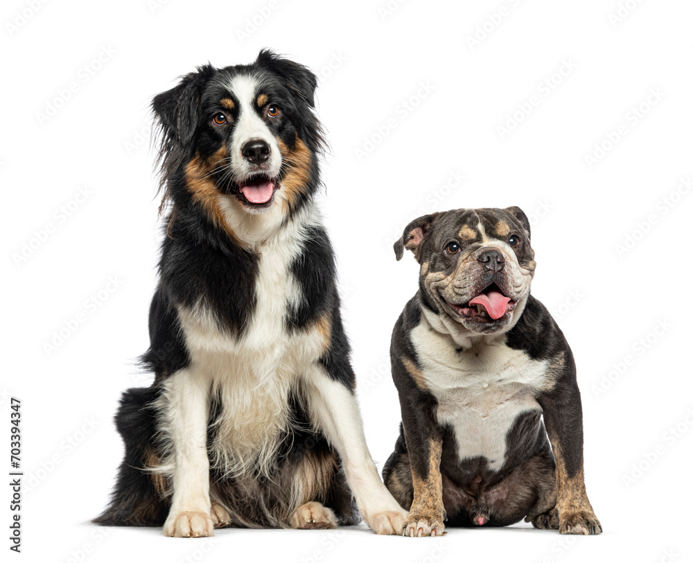 Fototapeta premium English Bulldog and Australian Shepherd panting tongue hanging out of their open mouth, isolated on white