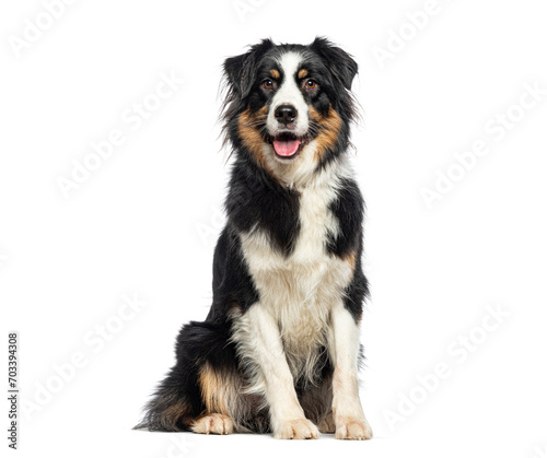 Black Tricolor Australian Shepherd panting mouth open and looking at the camera  isolated on white