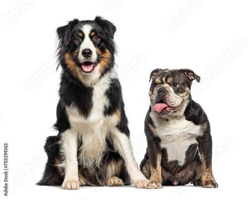 English Bulldog and Australian Shepherd panting tongue hanging out of their open mouth, isolated on white