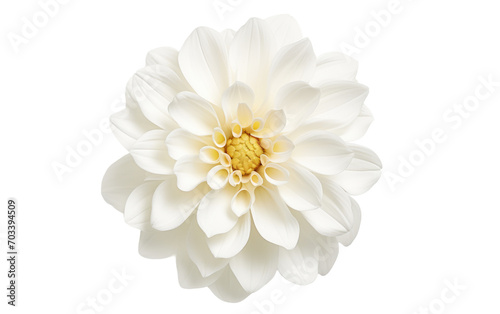 A Genuine Image Depicting the Realistic Tranquility of White Zinnia Petals Against a Clean White Backdrop Isolated on Transparent Background PNG. © Haider