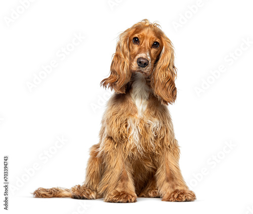 Sitting red English Cocker looking at the camera, isolated on white