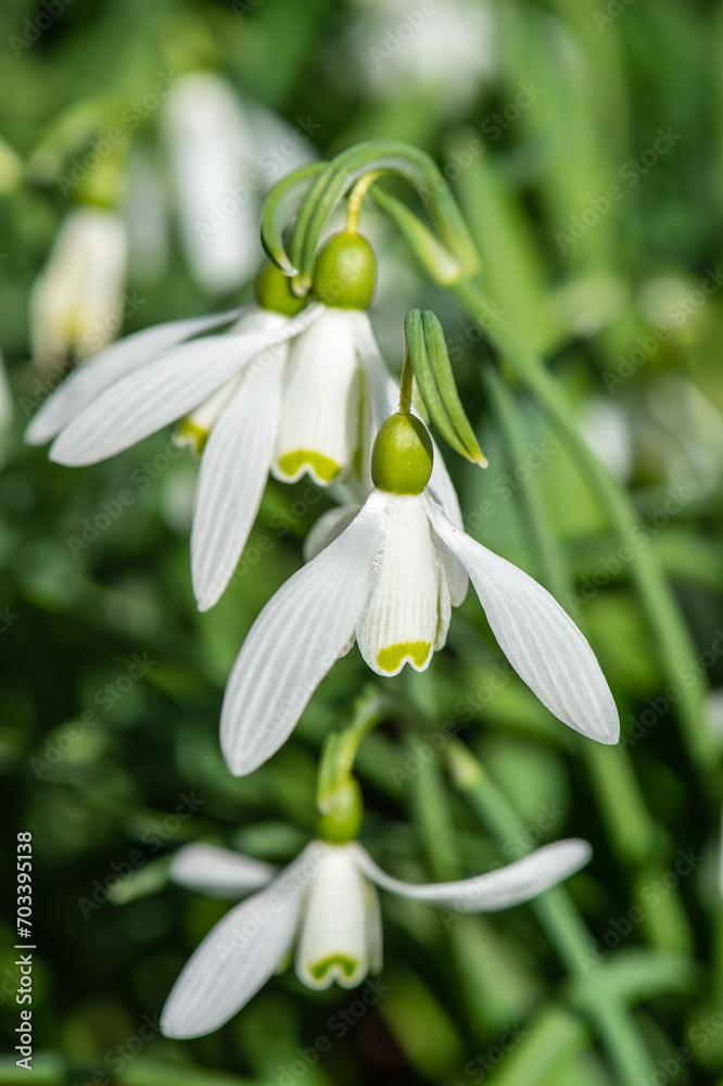 Close-up alpine white drooping bell-shaped snowdrops in sunny day