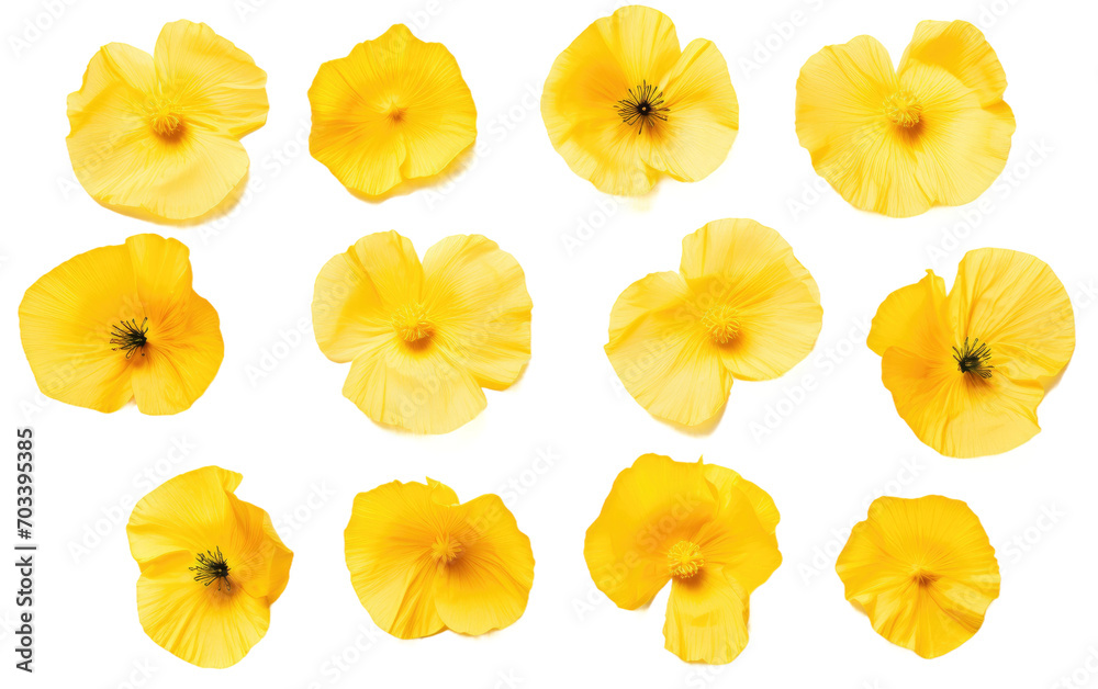 A Real Photo Showcase of Yellow Poppy Petals on a Pure White Background Isolated on Transparent Background PNG.