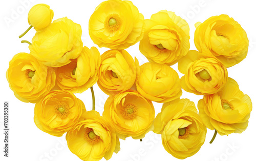 Capturing the Vibrancy in Real Photo Splendor of Yellow Ranunculus Petals Isolated on Transparent Background PNG.