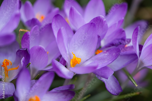 Close-up purple flowers of crocus in cloudy day with violet petals