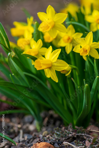 Close-up yellow flowers of daffodil with six tepals surmounted by corona