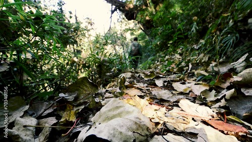 Tourists enjoy a peaceful evening walk through the serene forests of Himachal Pradesh, surrounded by towering trees, rustling leaves, and the soothing sounds of nature. photo