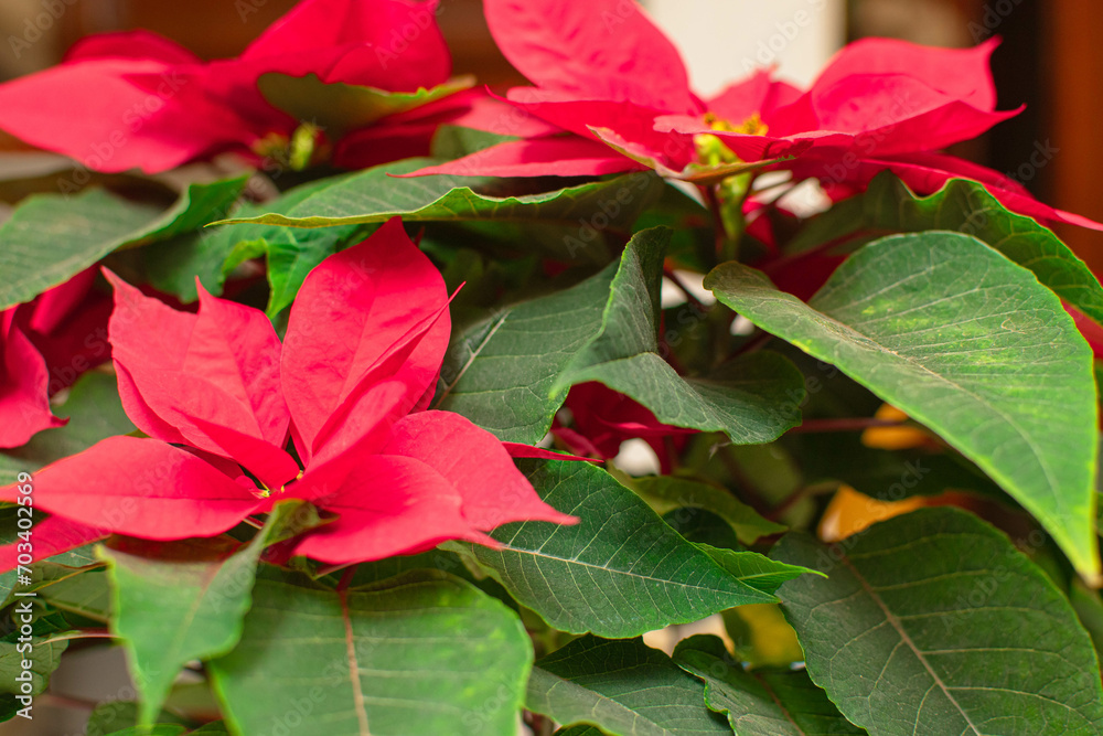 Textura de planta de noche buena o Euphorbia pulcherrima planta tipica
