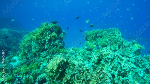 Wallpaper Mural Many colorful tropical fish of different species swim over a beautiful reef covered with hard corals in a coral garden on blue water background, Slow motion Torontodigital.ca