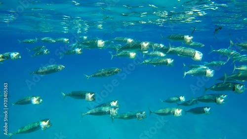 School of Mackerel fishes swimming with open mouths, filtering for zooplankton under surface on blue water reflected in it, Slow motion photo