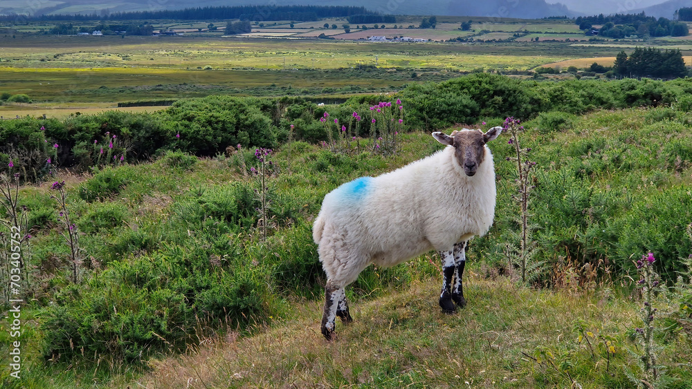 Serenity captured in the Wicklow Mountains as a lone sheep pauses, its gaze meeting the camera. Serenity captured in the Wicklow Mountains as a lone sheep pauses, its gaze meeting the camera.