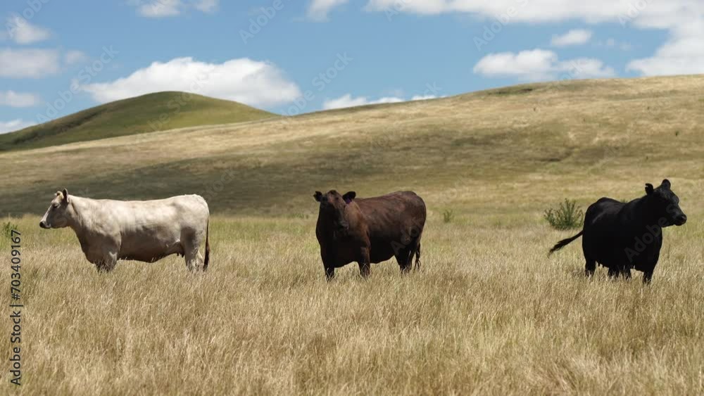 sustainable cows in a dry field eating grass in Australia sustainable cows in a dry field eating grass in Australia