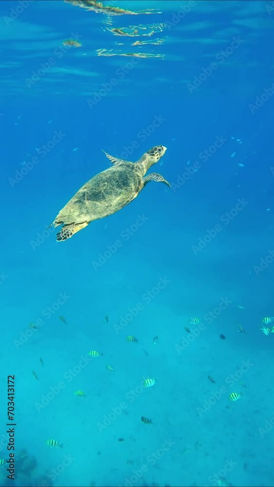 Sea turtle swims in blue ocean to surface of water, takes breath and swims further, tropical fish swim around, Vertical video. Hawksbill Sea Turtle or Bissa (Eretmochelys imbricata) Sea turtle swims in blue ocean to surface of water, takes breath and swims further, tropical fish swim around, Vertical video. Hawksbill Sea Turtle or Bissa (Eretmochelys imbricata)