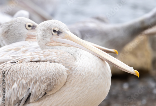 Haughty Pelican close-up © Pearl Media