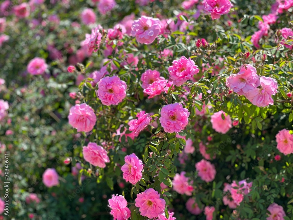 Beautiful climbing rose bush with pink flowers in the garden. Beautiful climbing rose bush with pink flowers in the garden.