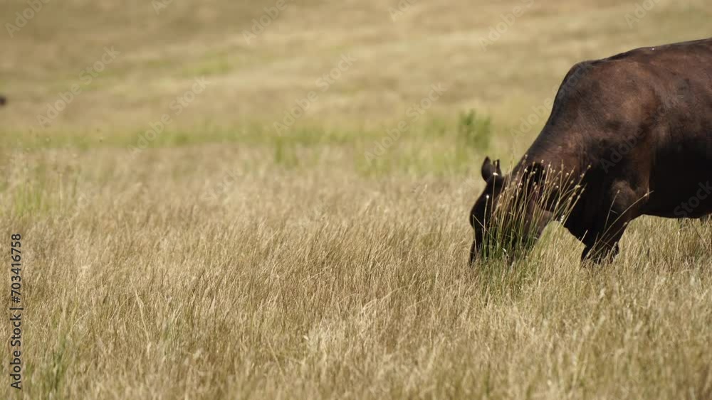 sustainable cows in a dry field eating grass in Australia sustainable cows in a dry field eating grass in Australia