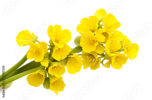Close up of mustard flower on white background