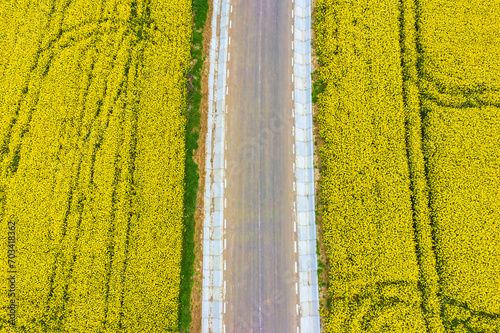 Rural road between yellow canola fields
