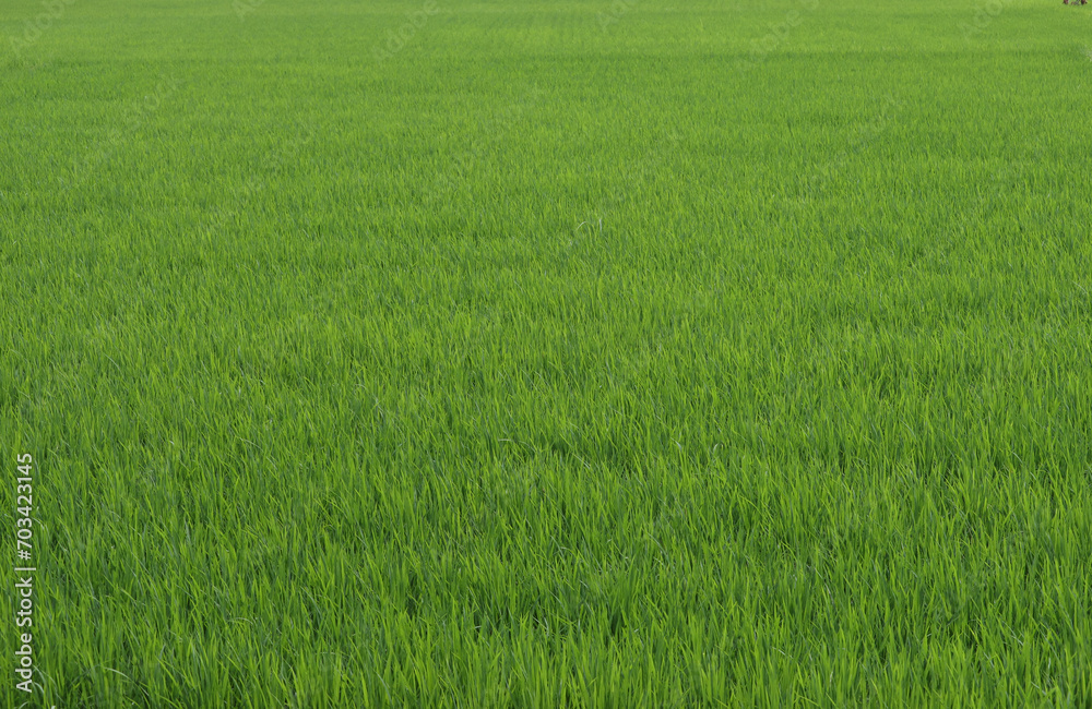 View of a Green rice field in a sunny day View of a Green rice field in a sunny day