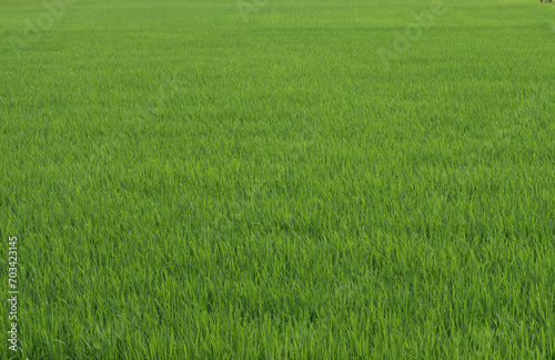 View of a Green rice field in a sunny day
