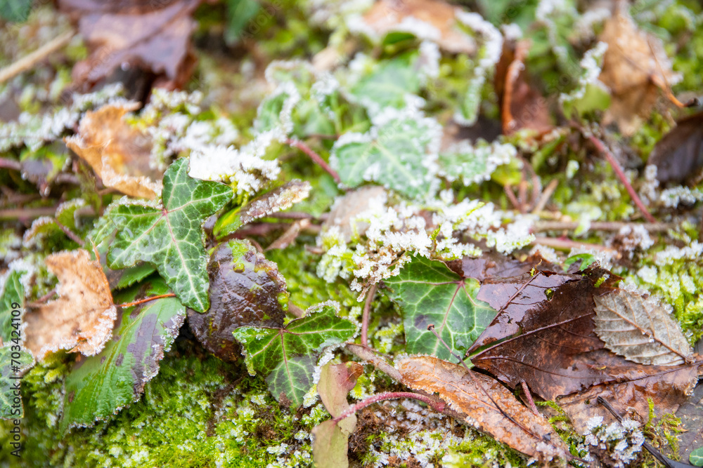 Plants leaves with ice ripe in winter Plants leaves with ice ripe in winter