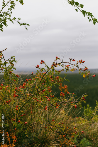 autumn berries in the mountains