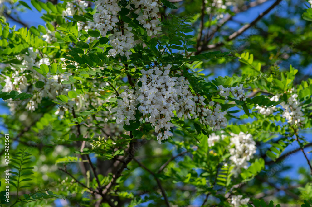 Robinia pseudoacacia ornamental tree in bloom, bright white flowering bunch of flowers, green leaves Robinia pseudoacacia ornamental tree in bloom, bright white flowering bunch of flowers, green leaves