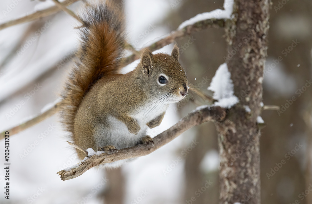 Red Squirrel (Sciurus vulgaris) Amidst Winter Splendor in a Tree ...
