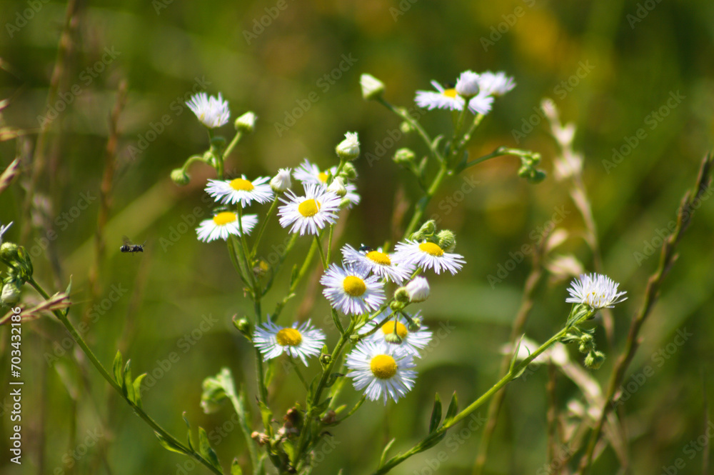 Closeup of annual fleabane flowers with green blurred plants on background Closeup of annual fleabane flowers with green blurred plants on background