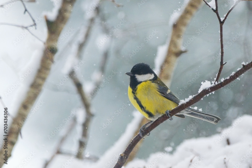 Winter garden scene with great tit sitting on the branch Winter garden scene with great tit sitting on the branch