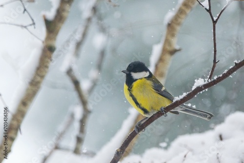 Winter garden scene with great tit sitting on the branch