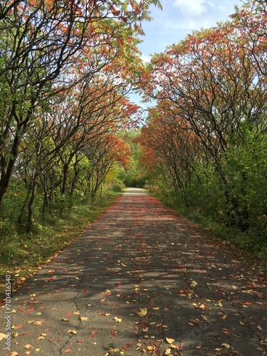 fall road