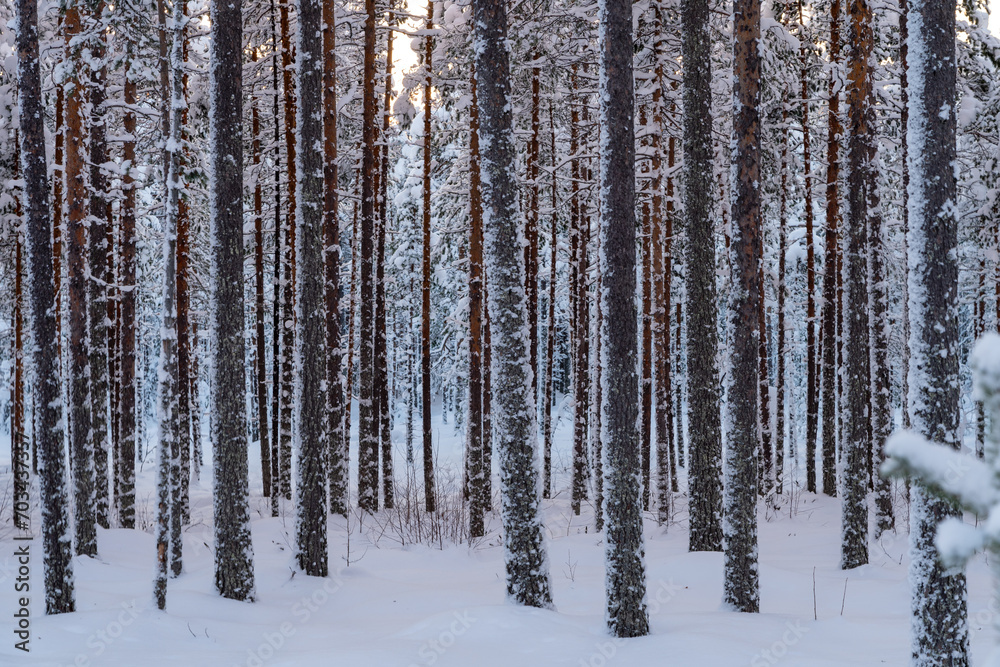 Fototapeta premium forest in winter