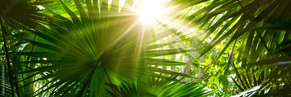 shiny sunlight in an idyllic green palm garden, tropical vegetation background banner with copy space for travel, holidays and vacation shiny sunlight in an idyllic green palm garden, tropical vegetation background banner with copy space for travel, holidays and vacation