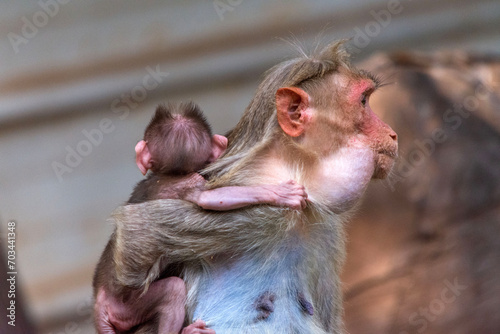 mother monkey carrying of a baby monkey photo