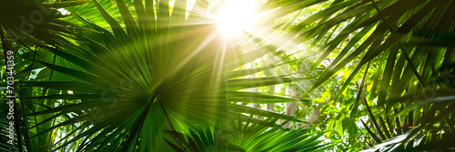 shiny sunlight in an idyllic green palm garden, tropical vegetation background banner with copy space for travel, holidays and vacation photo