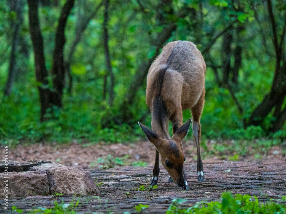 Jeune biche dans une zone boisée de beauté naturelle Jeune biche dans une zone boisée de beauté naturelle