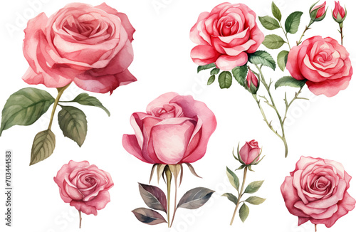 Hand drawn wtercolor illustration of rose flower © Abu