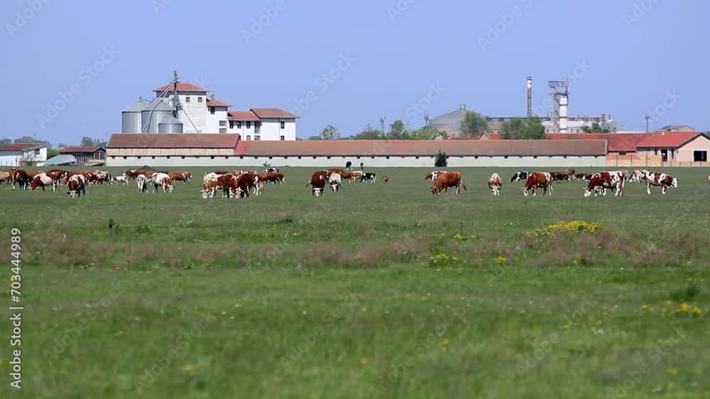 Herd of Free Range Dairy Cows Grazing. Free Range Cattle Farming. Cows Grazing on a Green Pasture. Organic Dairy Cows. Herd of Free Range Dairy Cows Grazing. Free Range Cattle Farming. Cows Grazing on a Green Pasture. Organic Dairy Cows.
