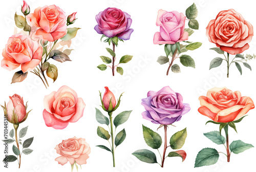 watercolor rose flower set