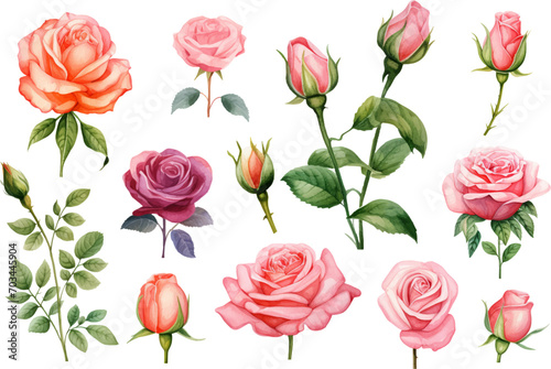 Fototapeta Naklejka Na Ścianę i Meble -  watercolor pink rose flower bouquet for valentines day