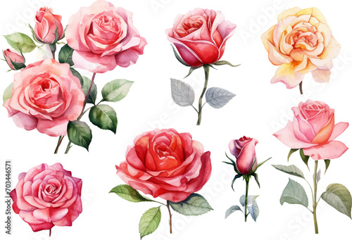 Watercolor illustration of rose flower © Abu