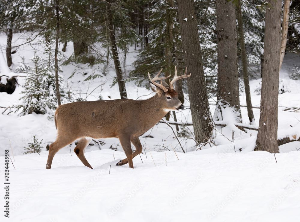 Odocoileus Virginianus Grandeur. White-Tailed Buck Deer In The Snow, with Antlers in Northern Ontario's Provincial Park Winter Scene. Wildlife Photography. Odocoileus Virginianus Grandeur. White-Tailed Buck Deer In The Snow, with Antlers in Northern Ontario's Provincial Park Winter Scene. Wildlife Photography.