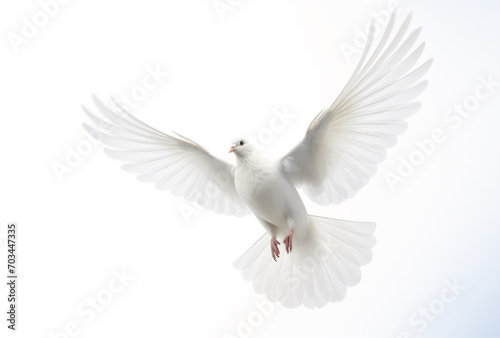 A white dove isolated on a white background